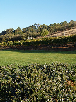 Vineyard